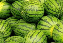 西瓜甜特效的吃瓜爆料,吃瓜爆料背后的惊人真相