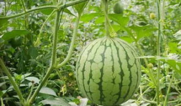 西瓜甜特效的吃瓜爆料,吃瓜爆料背后的惊人真相